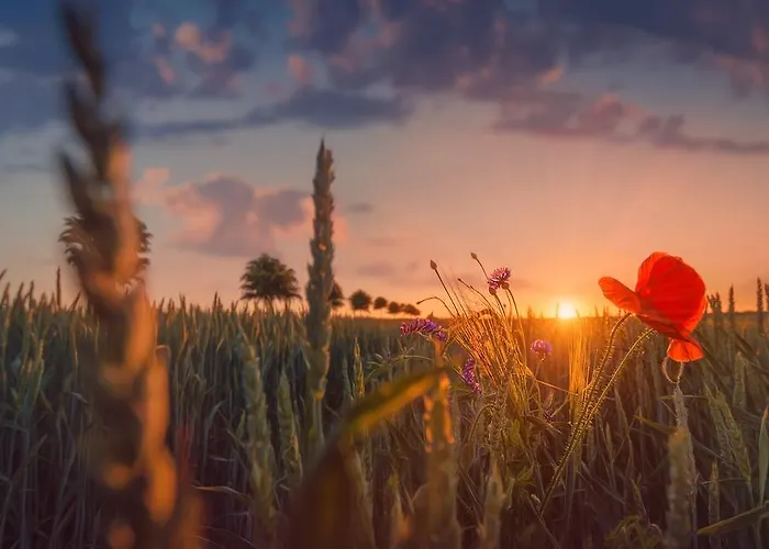 Wald Und Hotel Ostseebad Heringsdorf